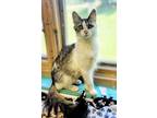 Adopt Oh Golly Miss Molly a Domestic Medium Hair