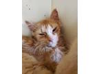 Adopt Abba a Domestic Medium Hair