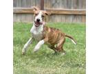 Adopt Hazelnut a Pointer, Vizsla