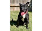 Adopt Butternut a Pit Bull Terrier
