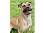 Adopt Maggie a Boxer