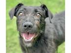 Adopt Sadie a Schnauzer