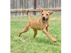 Adopt Peanut a English Pointer, Vizsla