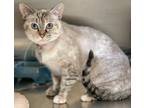 Adopt Yoshi a Domestic Short Hair