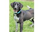 Adopt Piper a Australian Cattle Dog / Blue Heeler, Labrador Retriever