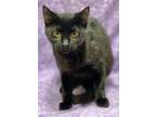 Adopt Belle a Domestic Short Hair