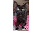 Adopt Shae a Domestic Short Hair