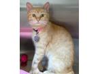 Adopt Ginger Toes a Domestic Short Hair