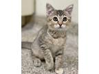 Adopt Petunia a Domestic Short Hair