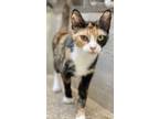 Adopt Polly a Domestic Long Hair