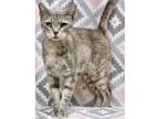Adopt Olive a Domestic Short Hair