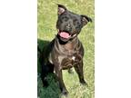 Adopt Pecan a Pit Bull Terrier
