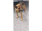 Adopt Shasta a German Shepherd Dog