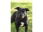 Adopt Dory a Mixed Breed
