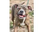 Adopt Zena a Mixed Breed