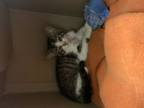 Adopt Little Girl a Domestic Short Hair