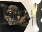 Adopt Dusty a Domestic Short Hair
