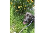 Adopt Candi a Patterdale Terrier / Fell Terrier, Mixed Breed