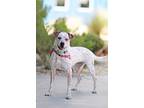 Adopt Zolla a Australian Cattle Dog / Blue Heeler