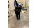 Adopt Venus a Domestic Short Hair