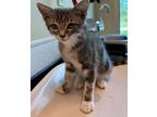 Adopt 30988 a Domestic Short Hair