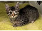 Adopt 30994 a Domestic Short Hair