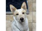 Adopt Reba (mcas) a Australian Cattle Dog / Blue Heeler