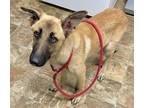 Adopt Bianca a German Shepherd Dog