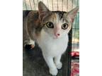 Adopt Persia a Calico