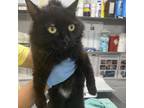 Adopt Volvo a Domestic Long Hair