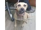 Adopt Maybeline a Mixed Breed