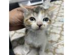 Adopt Lorax a Domestic Short Hair