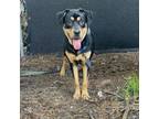 Adopt Niva a Mixed Breed
