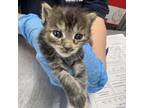 Adopt Luci-Lui a Domestic Short Hair