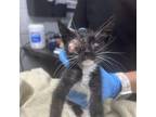 Adopt Chasity a Domestic Short Hair