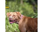 Adopt Platinum a American Staffordshire Terrier
