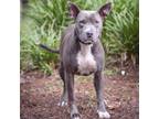 Adopt Squish Mellow a Mixed Breed