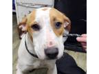 Adopt Yatzee a Mixed Breed