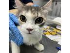 Adopt Marma-Cat a Domestic Medium Hair