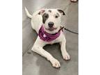 Adopt Katy a Pointer