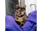 Adopt Josey Bell a Domestic Short Hair