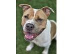 Adopt Penny Lane a Pit Bull Terrier, Mixed Breed