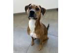 Adopt Holly Bean a Rhodesian Ridgeback, Mixed Breed