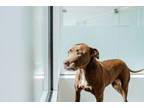 Adopt Toffee a Labrador Retriever, Mixed Breed