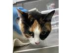 Adopt Lola a Domestic Short Hair