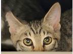 Adopt Optima a Domestic Short Hair