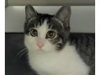 Adopt Sedona a Domestic Short Hair