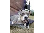 Adopt Rosalie a Boxer, Pit Bull Terrier
