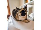 Adopt Latte (Fortune) a Siamese