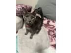 Adopt Rocky a Domestic Medium Hair